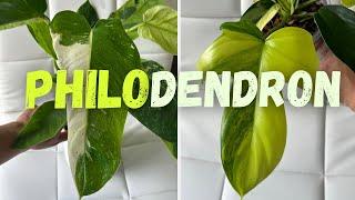 My Entire Philodendron Collection| 12 Varieties