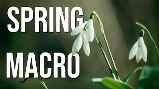 Easy macro: Springtime flowers and wide aperture close-up tips