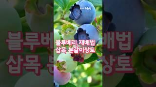 블루베리 재배.............#삽목 #숙지삽 #상토배합 #블루베리 분갈이  #쉽게배우는블루베리