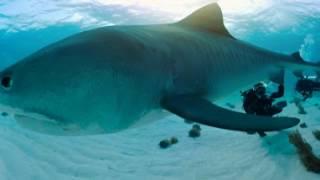 Nadar con tiburones | 360° | Nat Geo