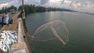 Amazing! Cast Net Throwing On The Bridge And Catching Fish To Sell In Roadside Fish Market