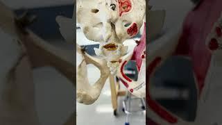 Tailbone! What Does it Do?