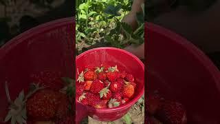 Keep calm and eat a strawberry#nature #shorts
