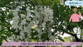 Seoul Walking Tour, Dapsimni Park. 서울 산책, 답십리산 공원의 찐찐 아카시아향