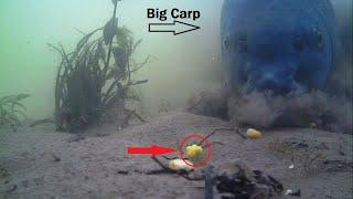 Best Underwater Carp Fishing Video I Live Carp Run I