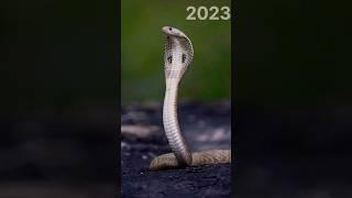 2023 snake VS 5000 bce snake || Animal Evolution World | #youtubeshorts #viral #shorts #new #short