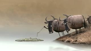 WILDEBEEST