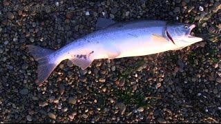 Puget Sound Pink Salmon Fishing Basics