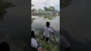 বিশাল বড় রই  মাছ হিট। শেরপুর সার্কিট হাউস পুকুর।