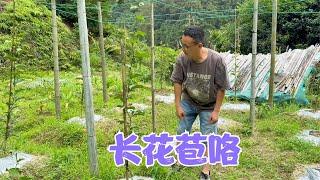 百香果开始长花苞了，阿恋夫妻俩又去追肥，结果下起雨来被困住了