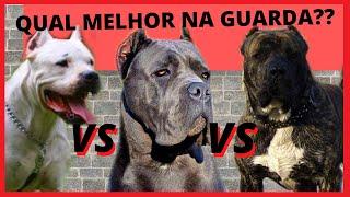 CANE CORSO vs PRESA CANARIO vs DOGO ARGENTINO - Qual o melhor cão de guarda