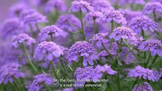 Iberis Mermaid Lavender - Syngenta Flowers