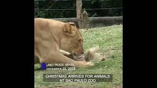 Christmas arrives for animals at Sao Paulo Zoo