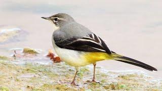 Grey Wagtail Flycatching Fun | Motacilla cinerea