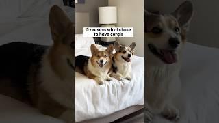 5 Reasons Why I Chose to Have Corgis #corgi #dogs