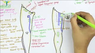 Lymphatic Drainage of Lower Limb | Anatomy