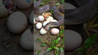 A large snake has been spotted hunting baby chicks p2