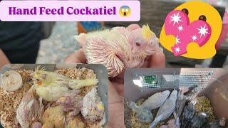 Vlog512 Daming Hand Feed Cockateil Dito Malabon Pet Market 