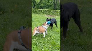 #shorts #bulldog #englishbulldog #fannydog #собака #doglife #shortsfeed #гуляем #canecorso #pets
