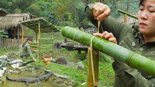 Build a Hedgehog cage, Taming Wild Hedgehogs New Plan - Living off Grid