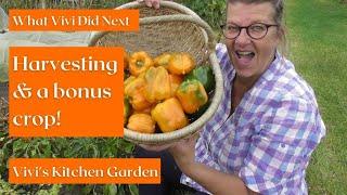 Vivi's Kitchen Garden: Harvesting & a bonus crop.