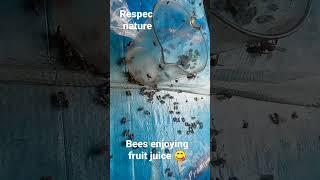 Bees enjoying fruit juice