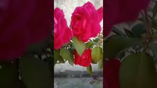 masti of rose flowers #rose flower #trending #viral #ytshorts #beautifulnature #terracegarden#garden