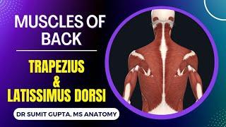 MUSCLES OF BACK : Trapezius and latissimus dorsi muscles || POSTERIOR AXIO-APPENDICULAR MUSCLES ||