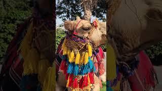 Camel`s | Interesting things about everything #subscribe  #youtubeshorts #youtubevideos #youtube #ca