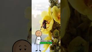 Did You Know Bees Are Mathematicians??  #facts #factshorts #amazingfacts #bigfacts