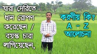 জমিতে দেরিতে ধান রোপণ করলে কি পরিচর্যা করবেন? জমিতে বয়স্ক ধানের চারা রোপণ করলে কি কি যত্ন নেবেন ?