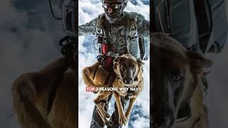 Top 3 reasons why Navy Seals only use Belgian Malinois dogs #shorts #dogs #doglover #pets