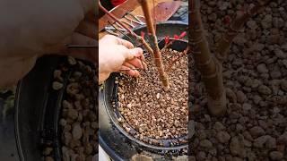 How to Thicken The Trunk in Bonsai🪴Japanese Maple Repot! 