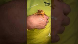 Is your gecko about to jump? #gecko #reptiles #animals #pets #shorts