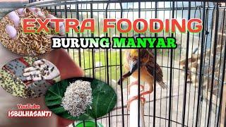 PAKAN EXTRA FOODING BURUNG MANYAR