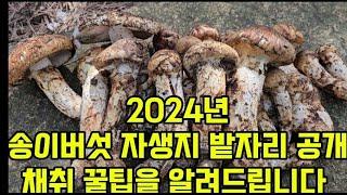 2024년 송이버섯 자생지에서 밭자리 포인트를 알려드립니다.행복한 한가위 보내세요.