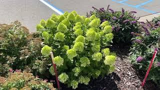 Little Lime Punch Hydrangea