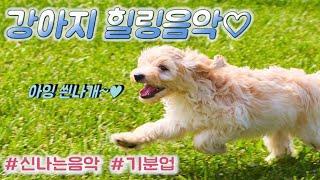 강아지 신나는 힐링음악 11시간 연속재생 / 분리불안해소, 기분업, 스트레스해소 외출시 틀어주세요! (healing music, puppy music)