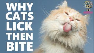 Why Does My Cat Lick Me Then Bite Me? An explanation of this common cat behavior.