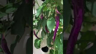 Aeroponic farming on a Tower Garden