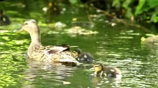 Duck and ducklings  - Sigma 150-600 /5-6.3 DG OS HSM C Test + Stabilization VirtualDub