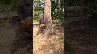 Dropping A Dead Red Oak Stick With A STIHL MS 661 #treelife #arborist #treework #notchemandwatchem