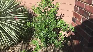 Bearss Lime. - a surprising fruit tree in Oregon