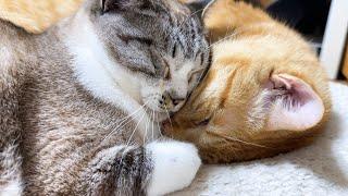 とっても優しい男の子猫たちのおかげで姫猫も末っ子猫も自由な甘えん坊に育ってます