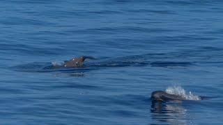 How to become a whale watching guide