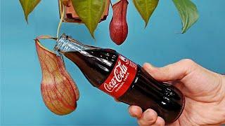 Poured Coca Cola into a carnivorous flower Nepenthes! What will happen? 