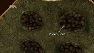 Formation of Pollen