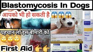 blastomycosis in dogs || causes, symptoms, treatment || dog skin problems || first aid of dogs ||