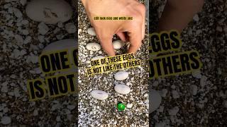 ‼️Tricolor hognose update! One egg is not like the others! #molinarosnakelab #eggrescue #snakeeggs