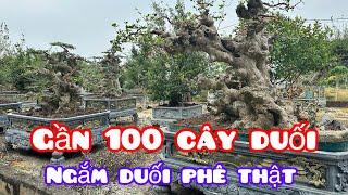 Ngắm đã mắt gần 100cây Duối khủng vừa cắt tỉa quá đẹp của đại gia 8x. Tp Tam Điệp..đẳng cấp